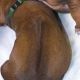 Kutya Rhodesian Ridgeback
