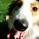 Kutya Collie