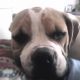 Kutya Amerikai bulldog