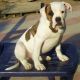 Kutya Amerikai bulldog