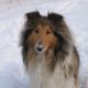 Kutya Collie