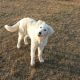 Kutya Kuvasz