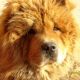 Kutya Chow-chow