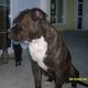 Kutya Amerikai bulldog