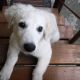 Kutya Kuvasz