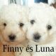 Kutya Bichon frise