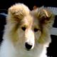 Kutya Collie