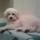 Kutya Tibeti terrier