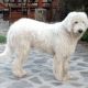 Kutya Komondor