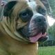 Kutya Amerikai bulldog