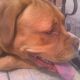 Kutya Bordeaux-i dog