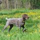 Kutya Német vizsla