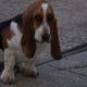 Kutya Basset hound