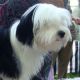Kutya Tibeti terrier