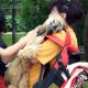 Kutya Tibeti terrier