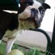 Kutya Boston terrier