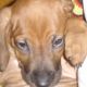 Kutya Rhodesian Ridgeback