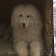 Kutya Komondor