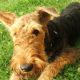 Kutya Airedale terrier