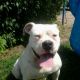 Kutya Amerikai bulldog