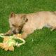 Kutya Cairn terrier