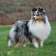 Kutya Sheltie