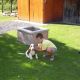 Kutya Basset hound