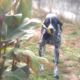 Kutya Pointer