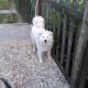 Kutya Samoyede