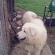 Kutya Kuvasz