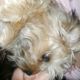Kutya Lhasa-apso