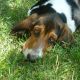 Kutya Basset hound