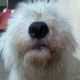 Kutya Komondor