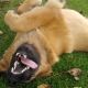 Kutya Leonberger