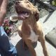 Kutya Bordeaux-i dog