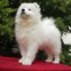 Kutya Samoyede