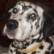 Kutya Dalmata