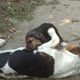 Kutya Basset hound