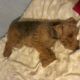 Kutya Welsh terrier