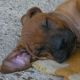 Kutya Rhodesian Ridgeback