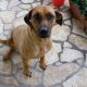 Kutya Rhodesian Ridgeback