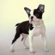 Kutya Boston terrier