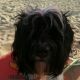 Kutya Tibeti terrier