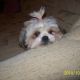 Kutya Lhasa-apso