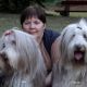 Kutya Bearded collie