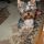 Polly, Yorkshire terrier