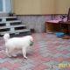 Kutya Kuvasz