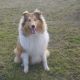 Kutya Collie