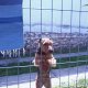 Kutya Welsh terrier