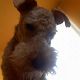 Kutya Welsh terrier
